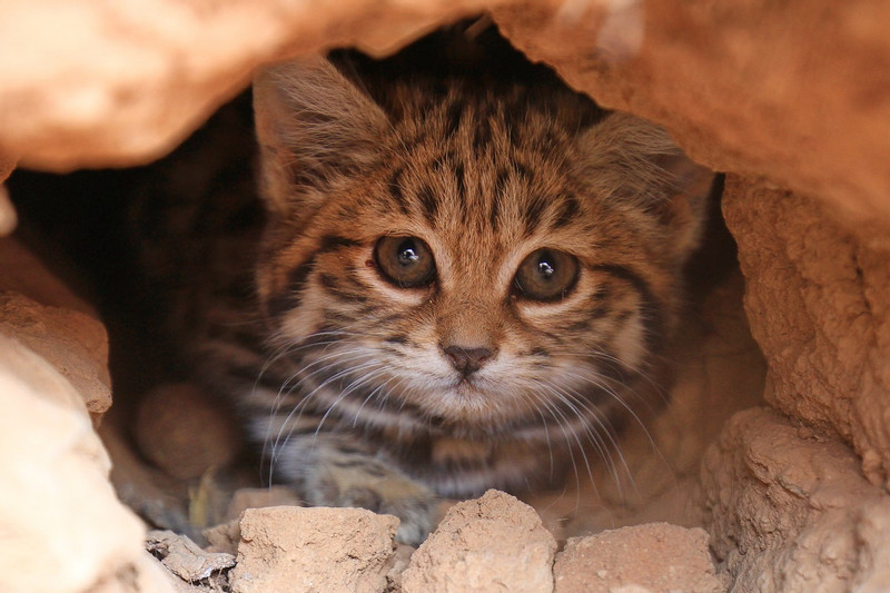 Black-footed cat